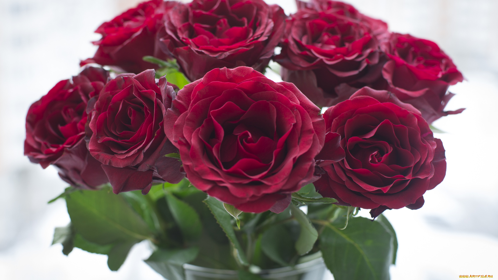 цветы, розы, бордо