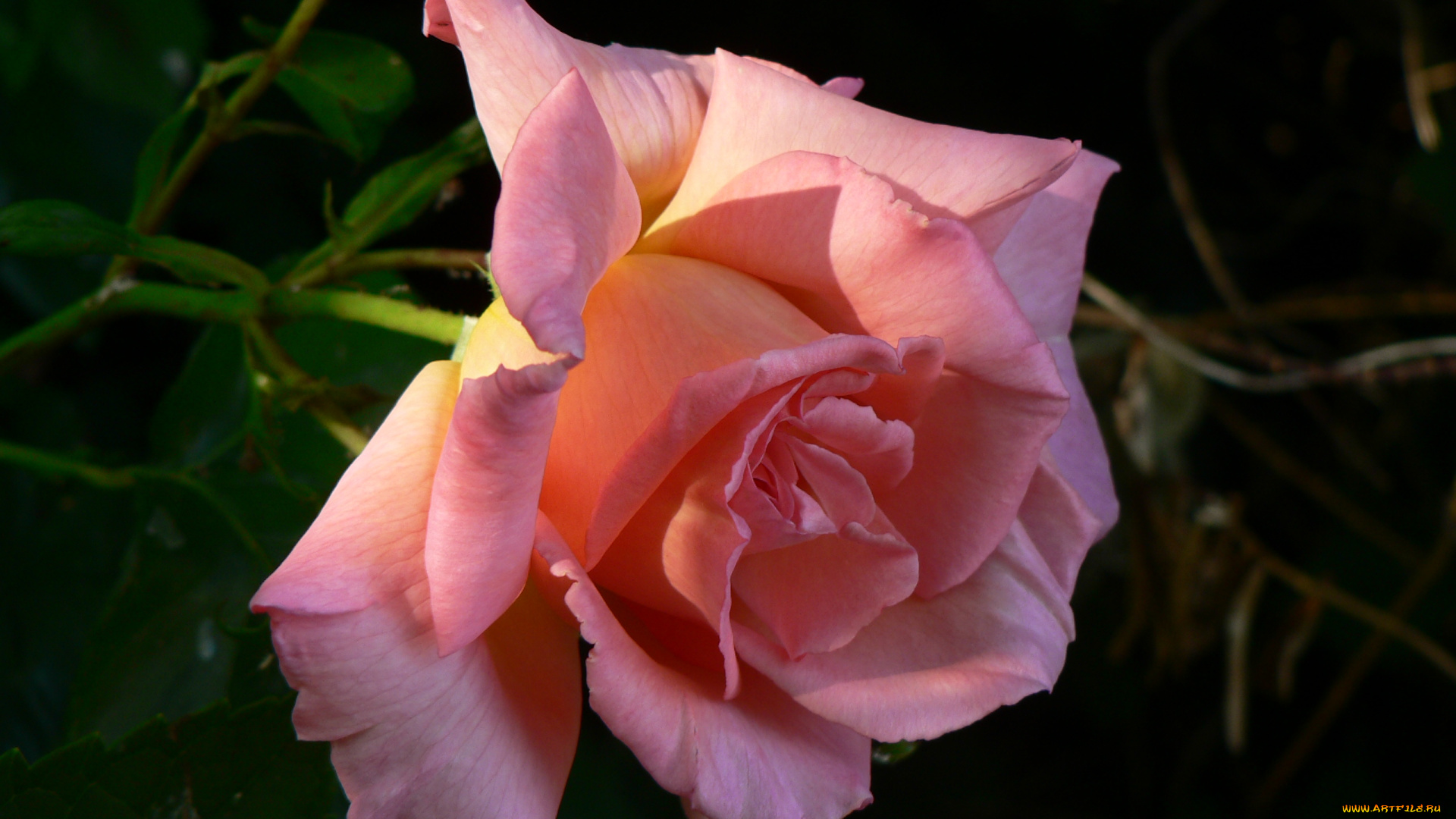 цветы, розы, бутон