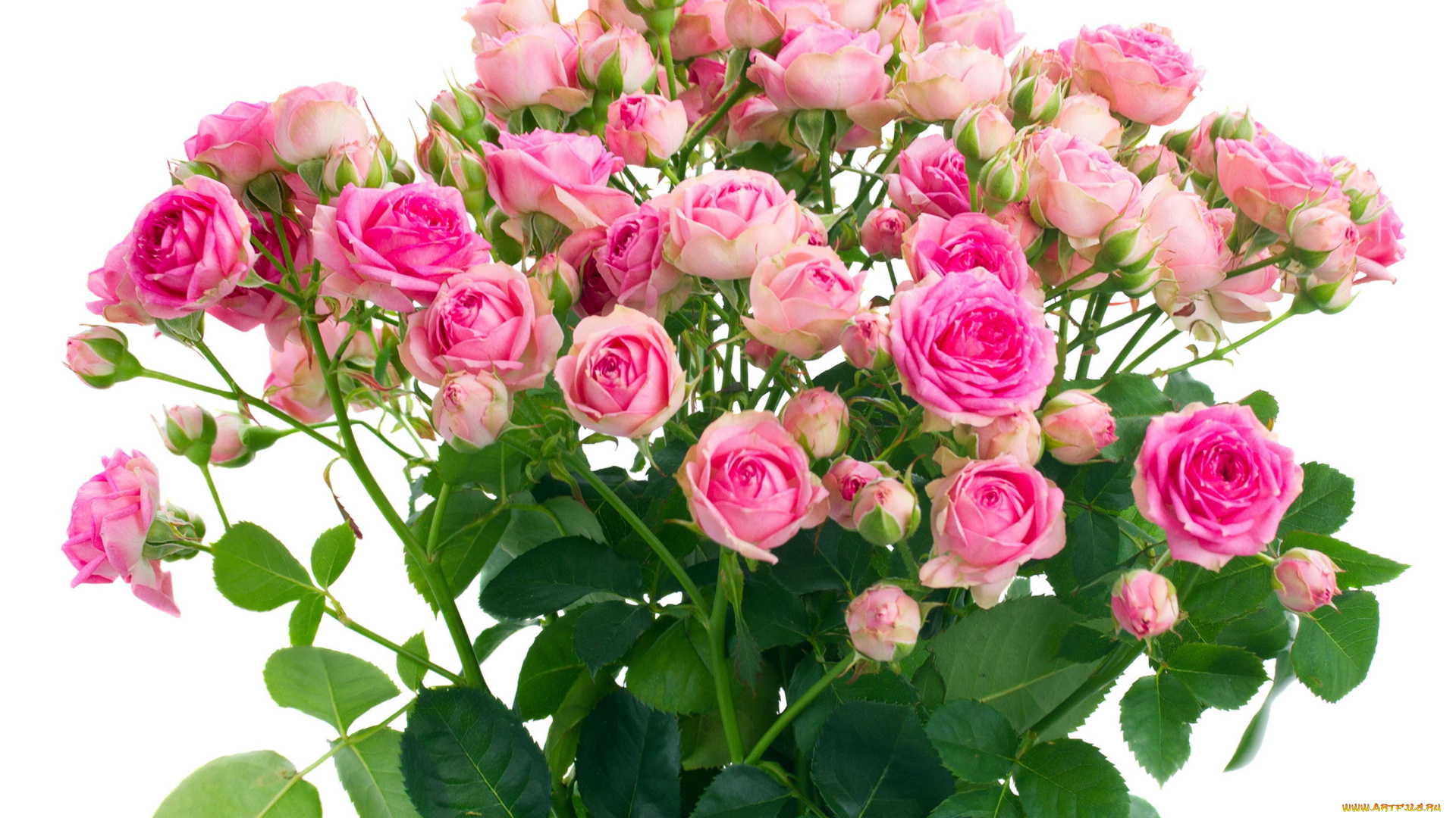 цветы, розы, бутоны, розовый