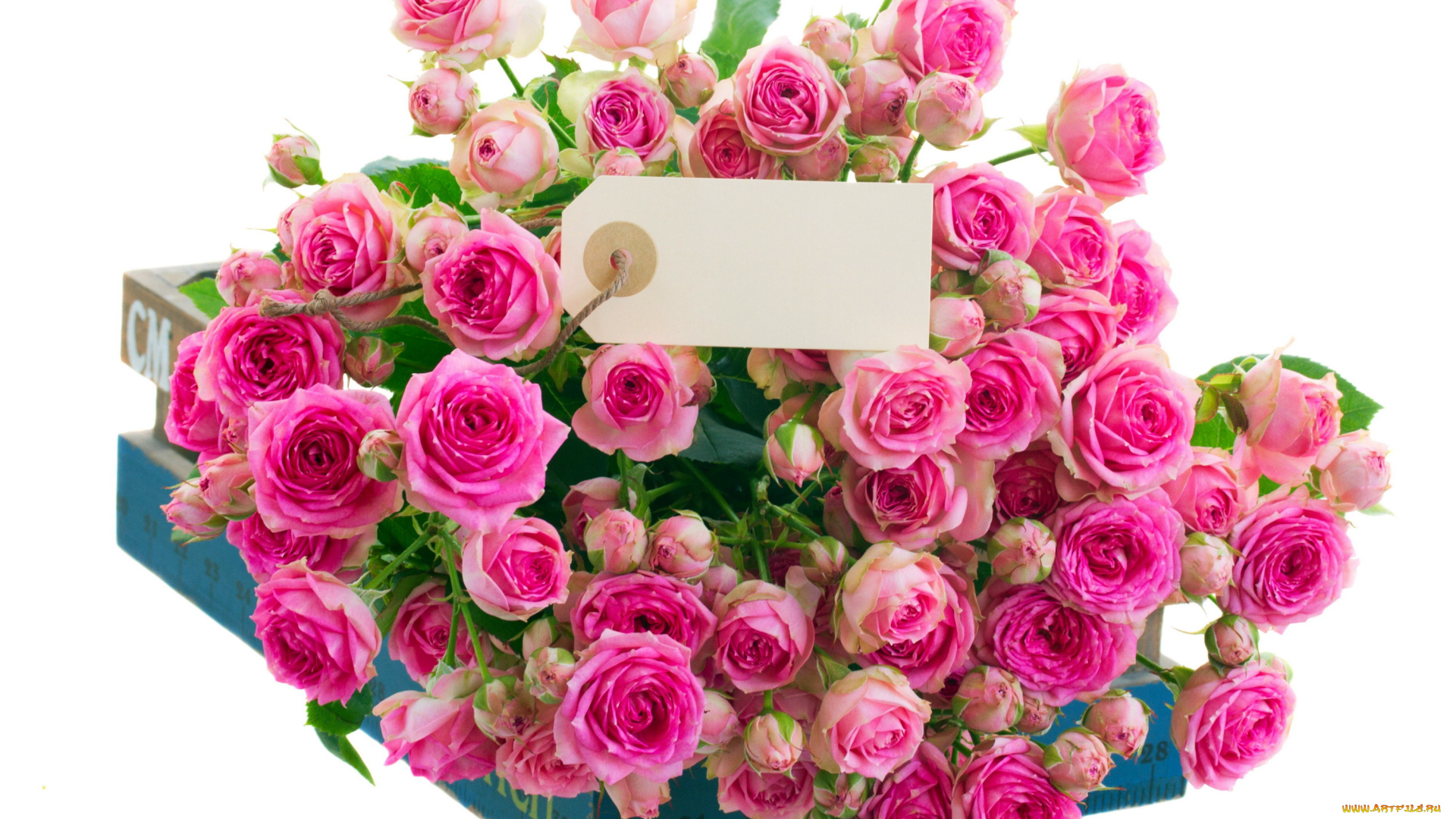 цветы, розы, бутоны, розовый, записка