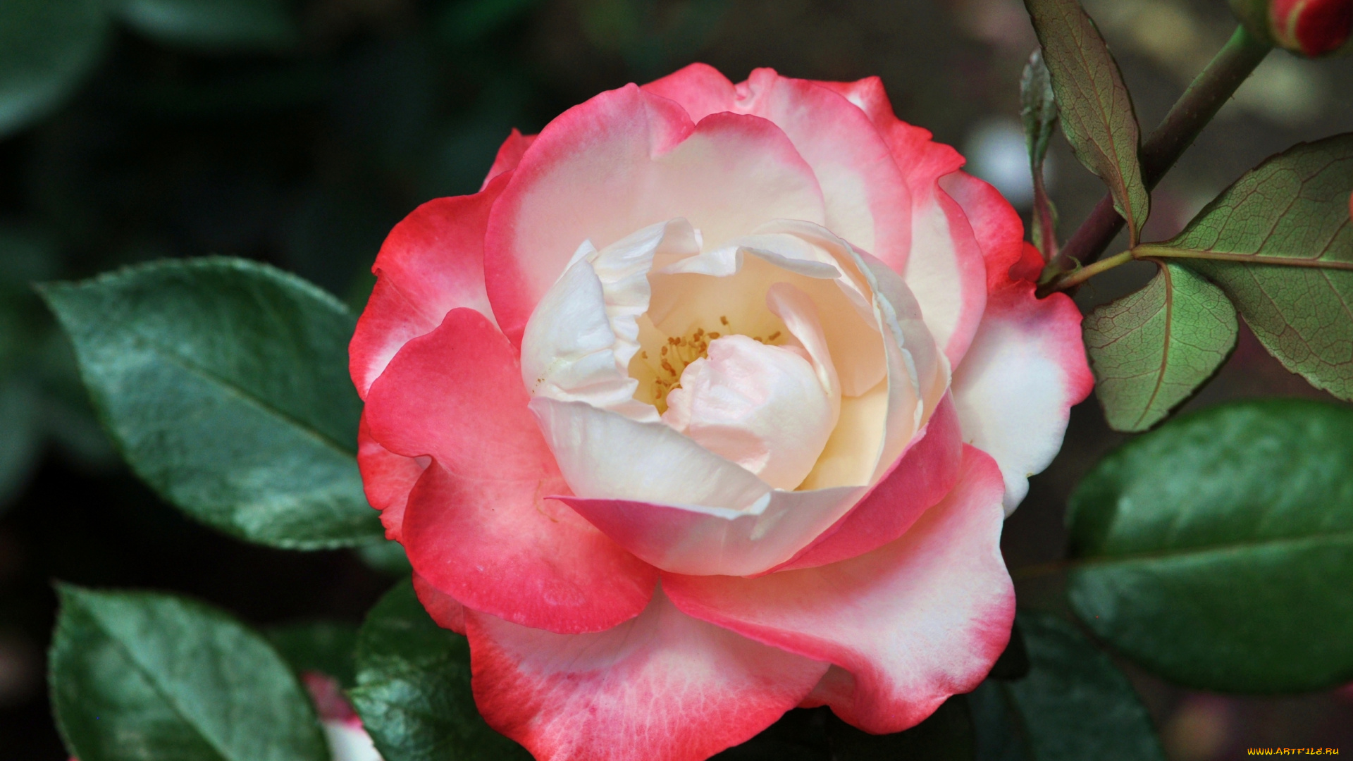 цветы, розы, красавица