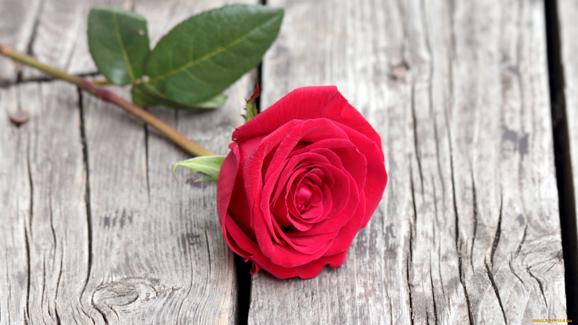 цветы, розы, красный