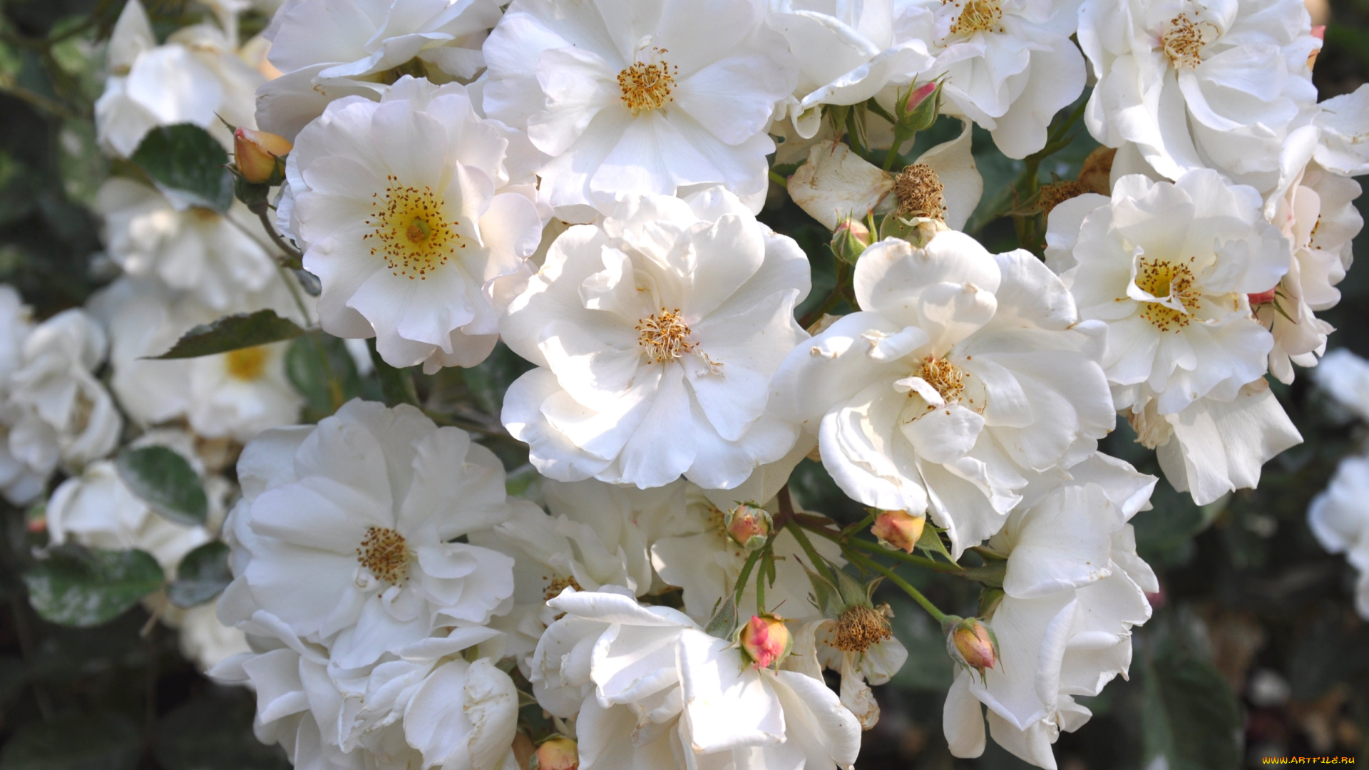 цветы, розы, куст