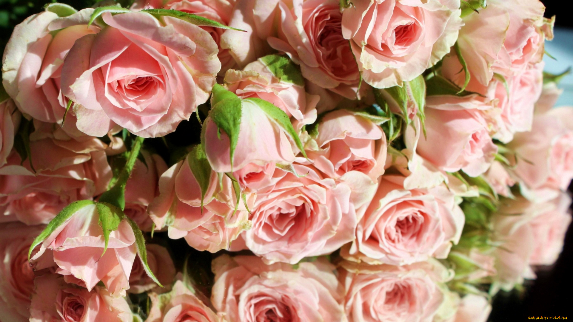 цветы, розы, отражение, охапка