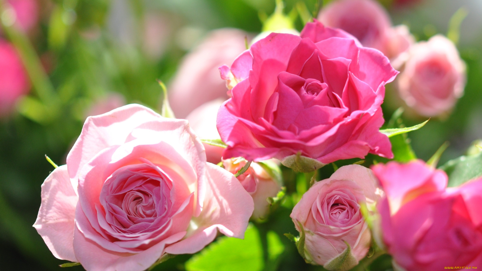 цветы, розы, розовый