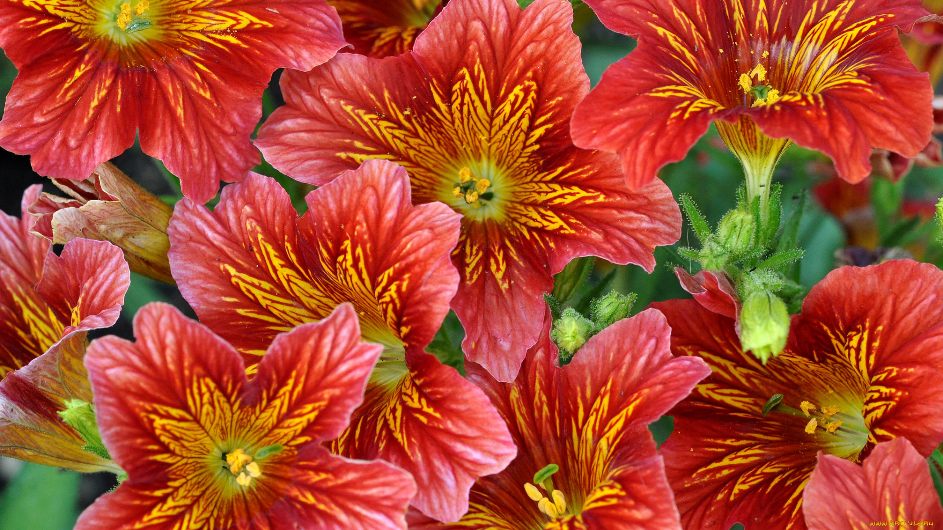 цветы, сальпиглоссис, красный