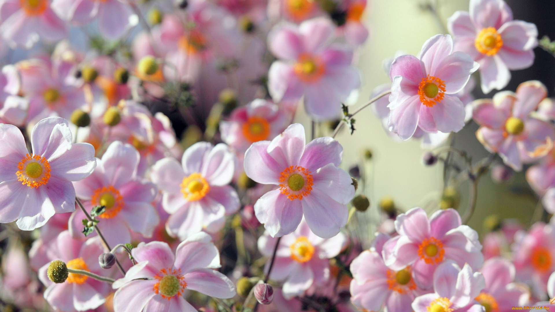 цветы, ветреницы, , печёночницы, лето