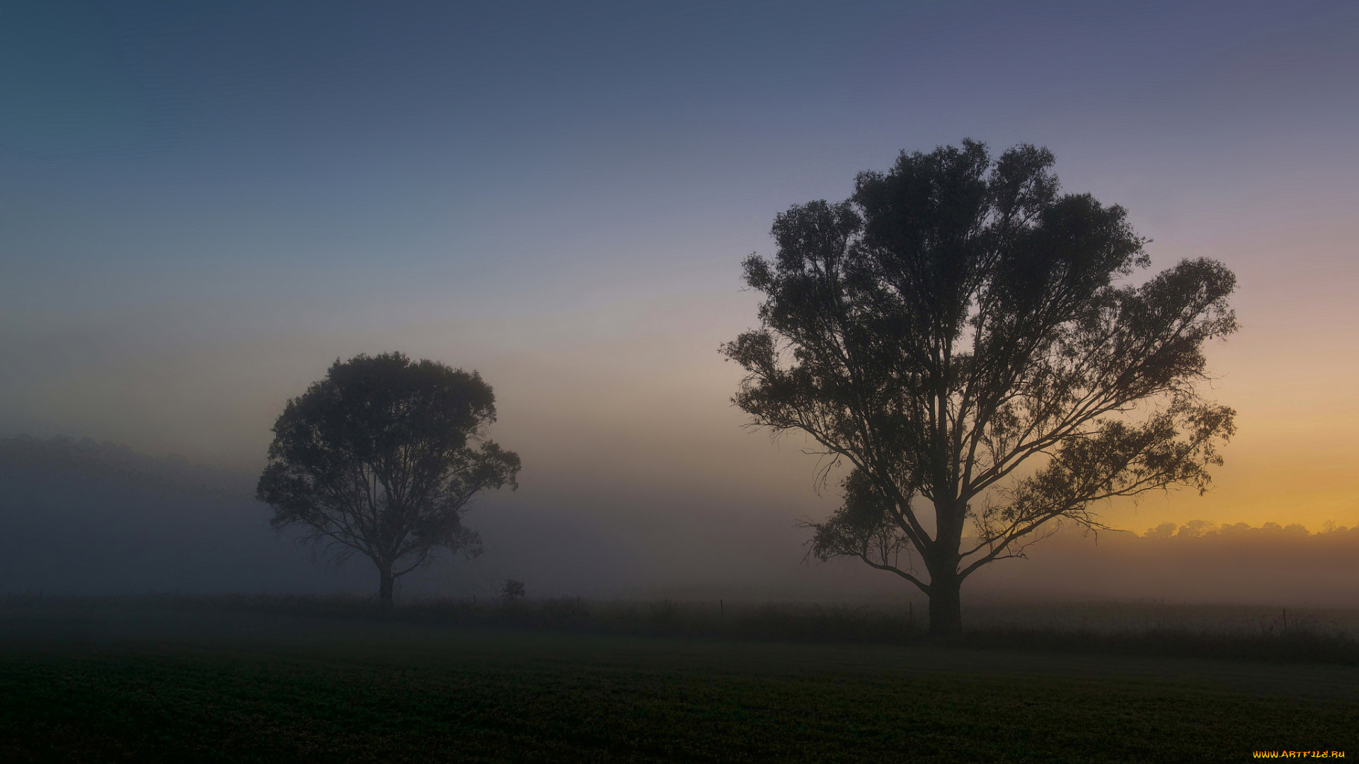 природа, деревья, утро, поле, туман, рассвет, лето