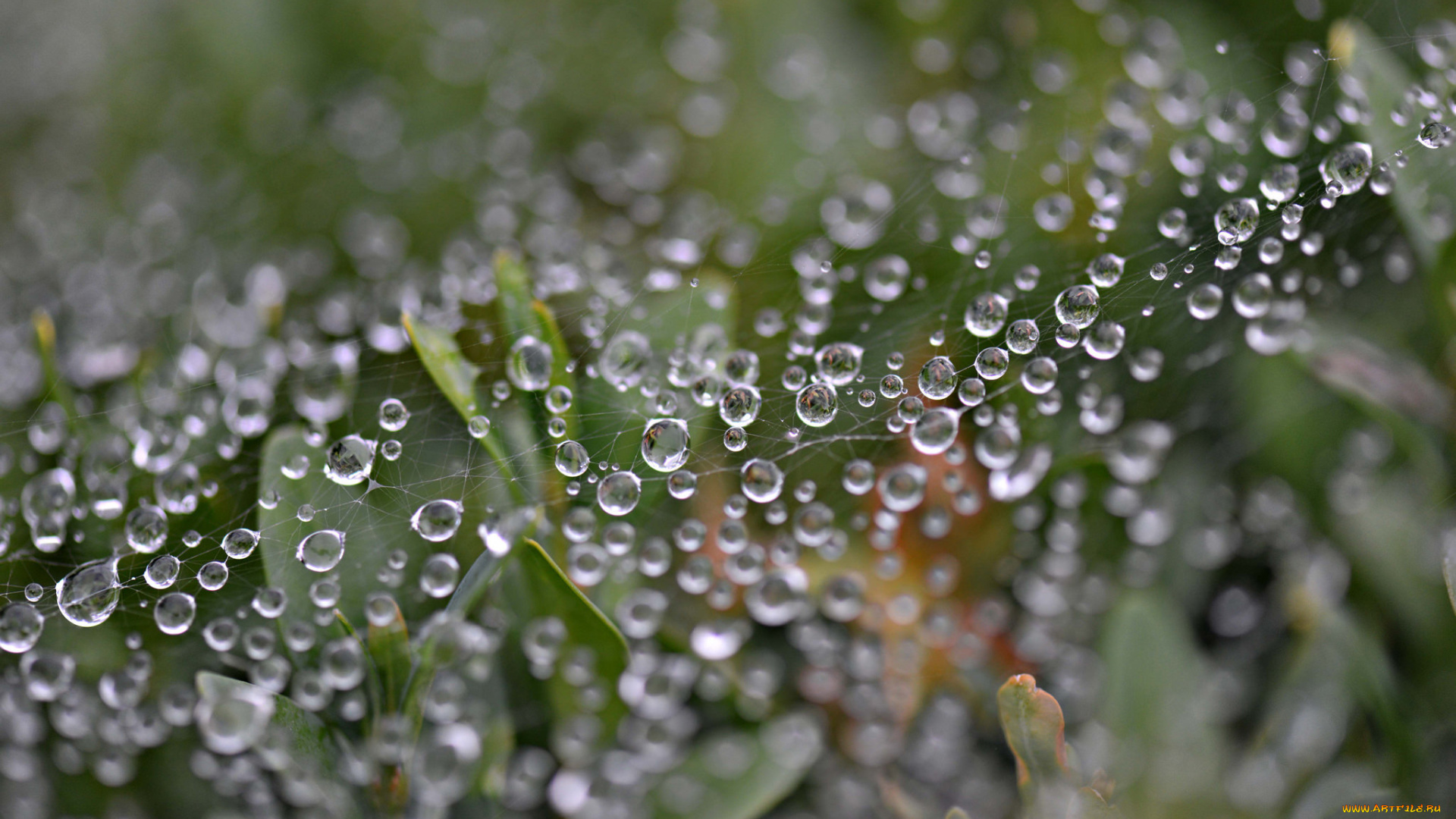 природа, макро, растения, роса, капли, листья, паутина
