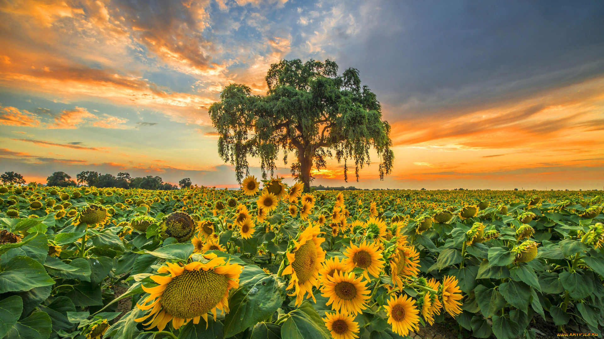 природа, поля, поле, дерево, подсолнухи, вечер, закат