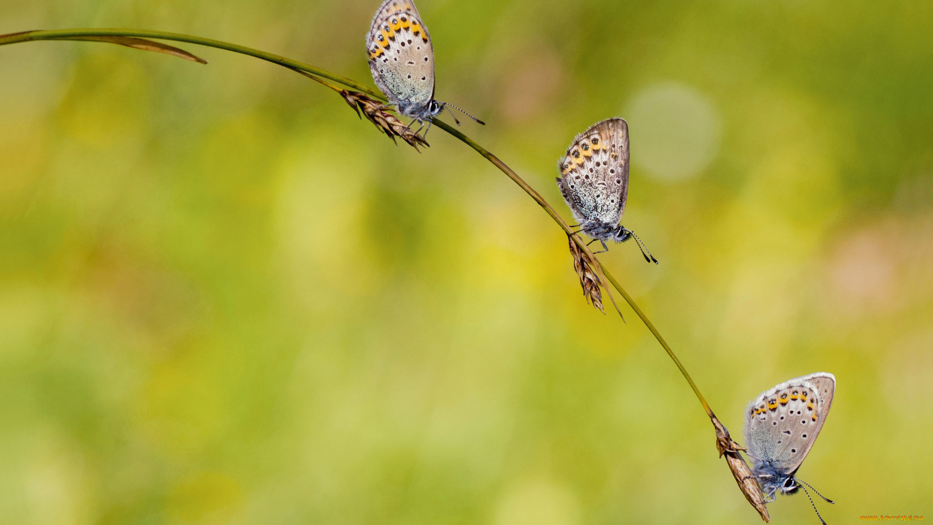 животные, бабочки, травинка, трио, светлый, фон, колоски