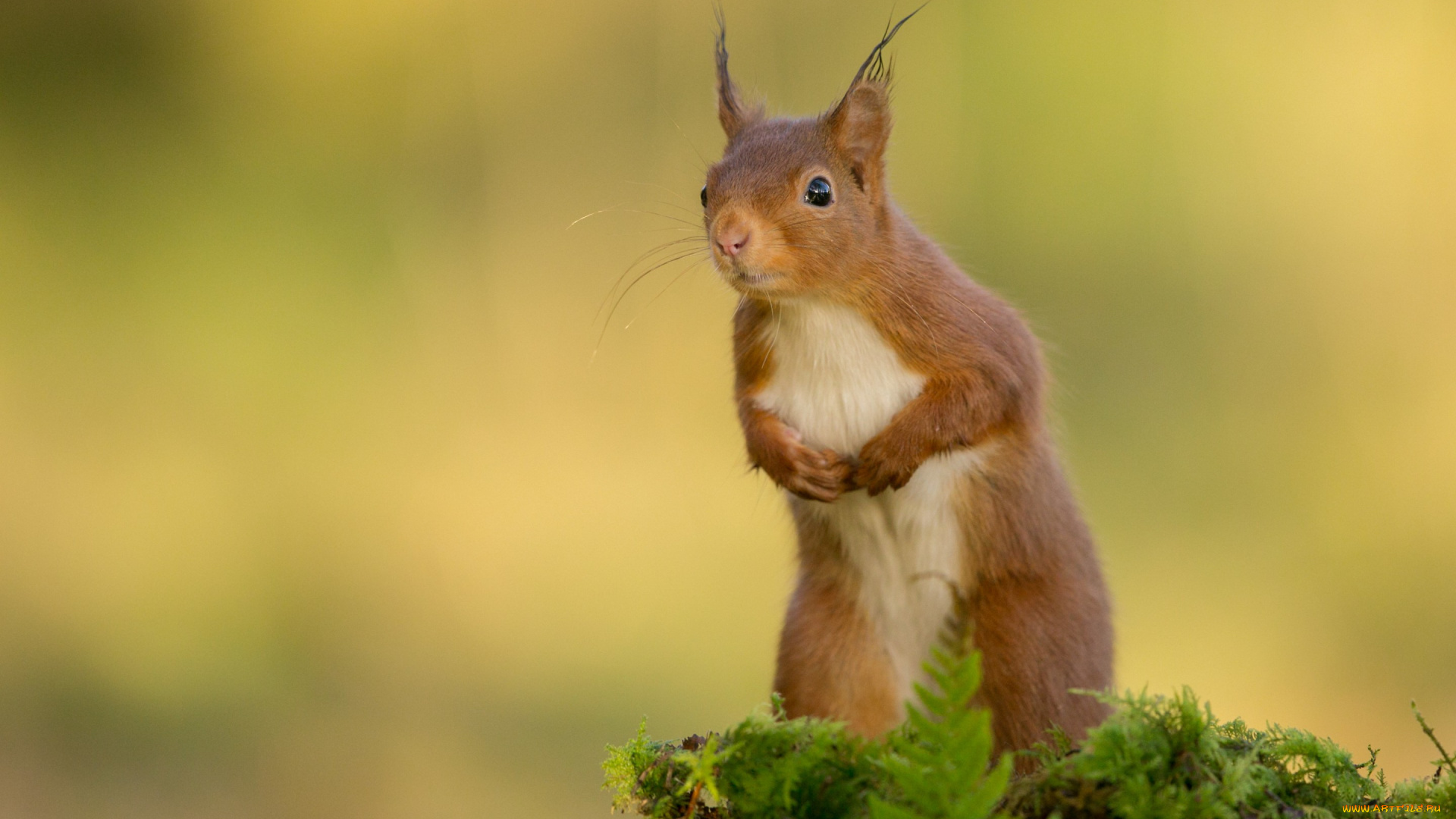 животные, белки, белка, листья, мох, стойка, рыжая, трава