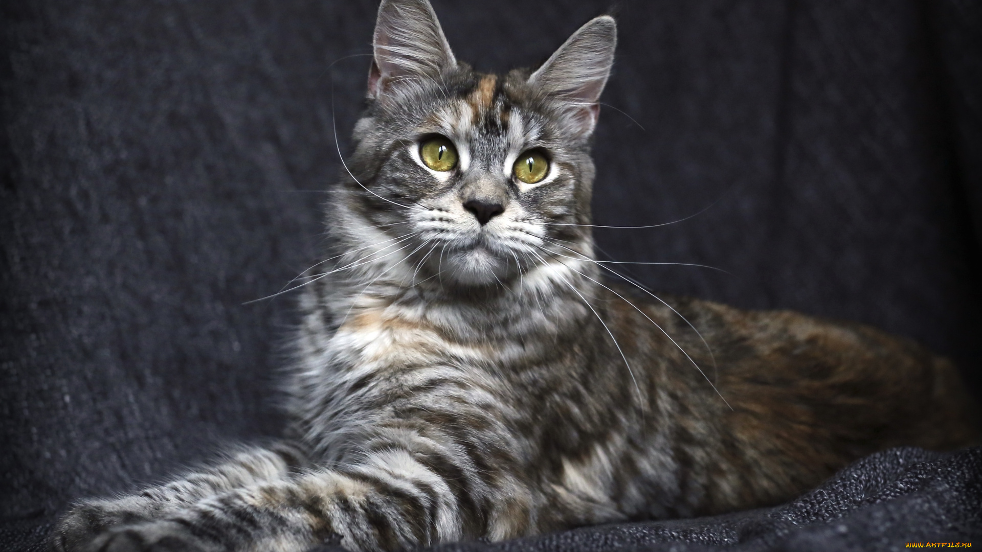 животные, коты, котэ