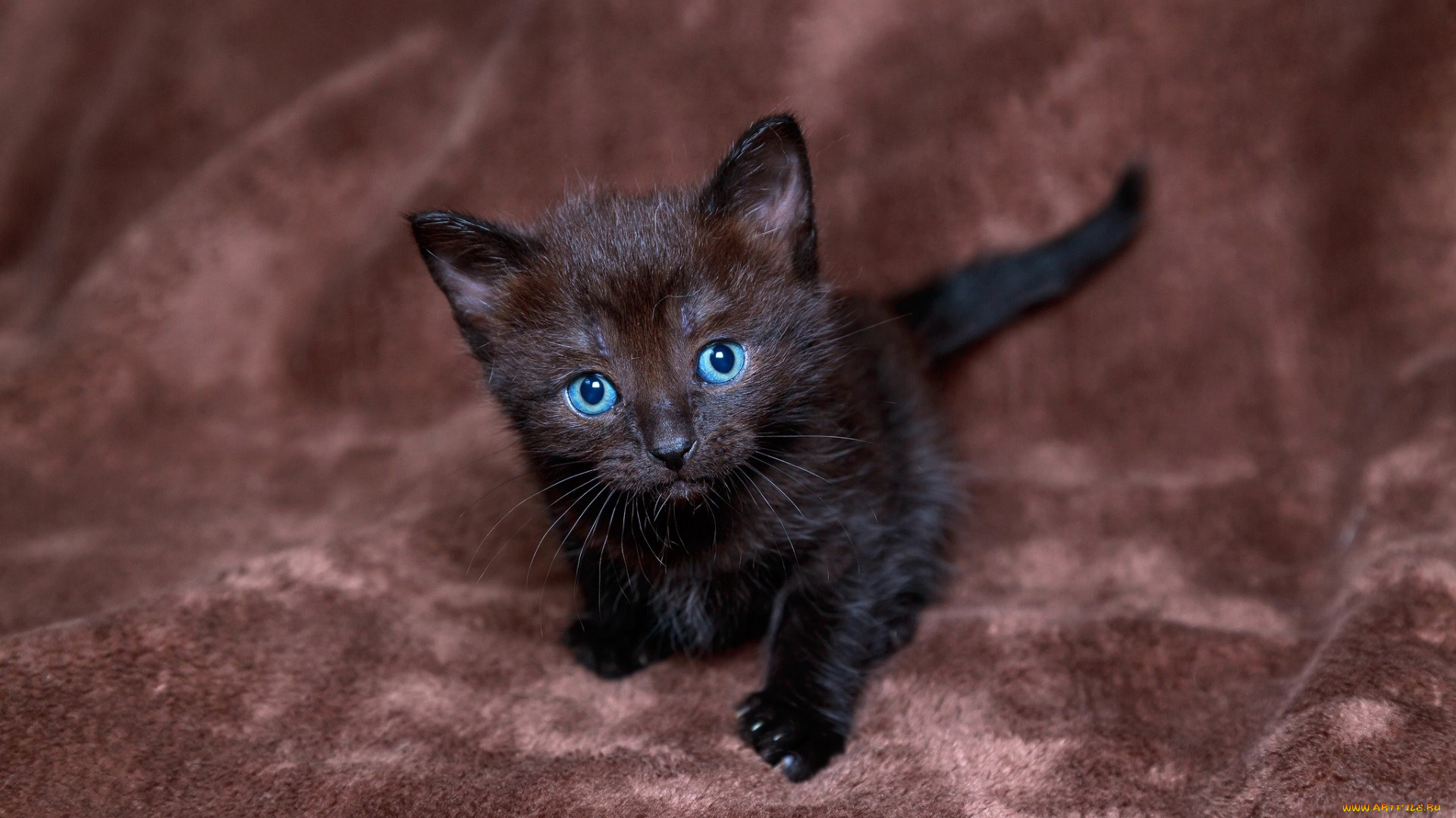 животные, коты, котенок