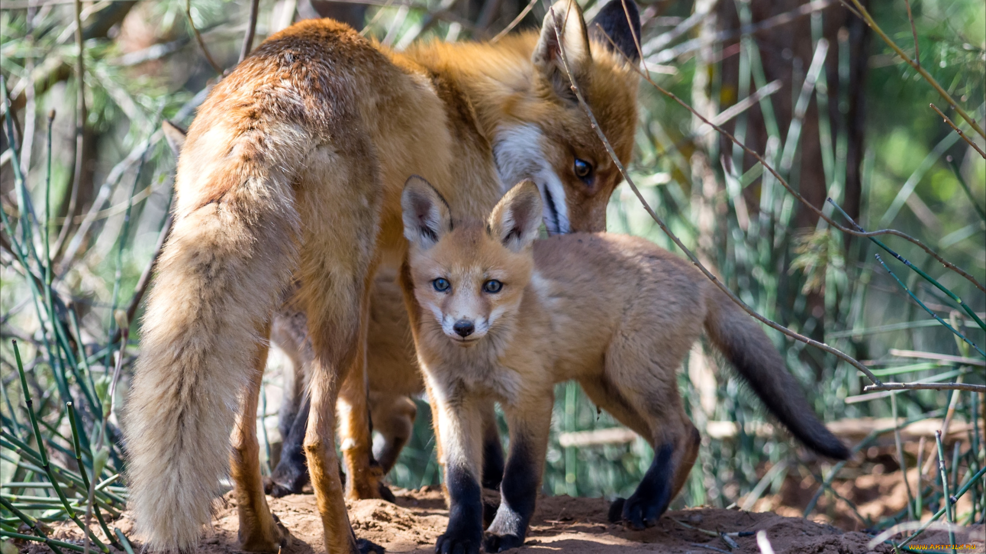животные, лисы, малыш