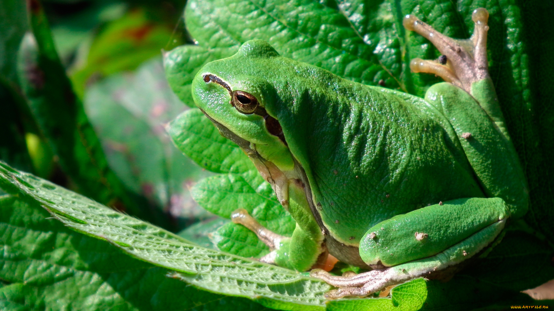 животные, лягушки, зеленый