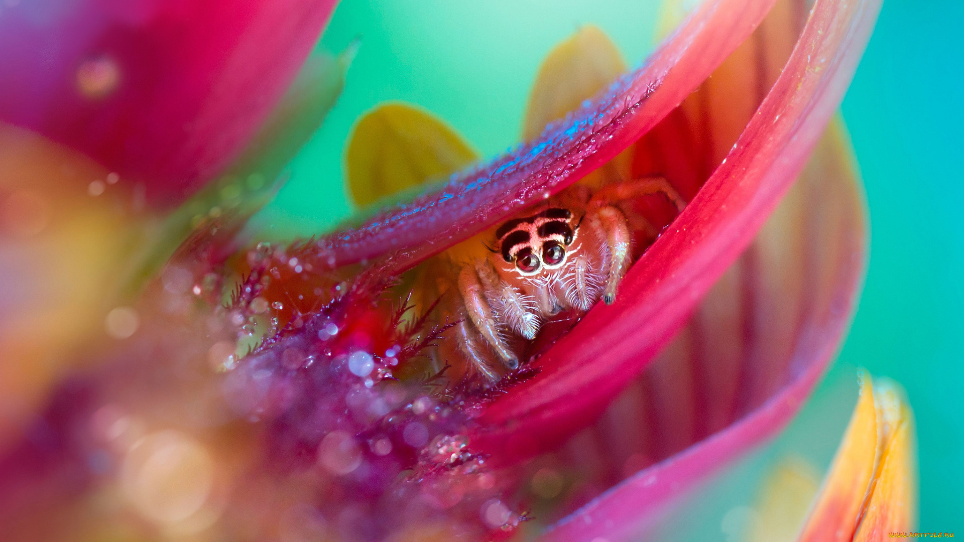 животные, пауки, паучок, капли, роса, лепестки, цветок