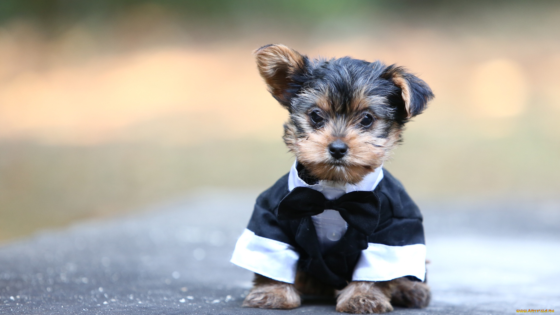 животные, собаки, костюм