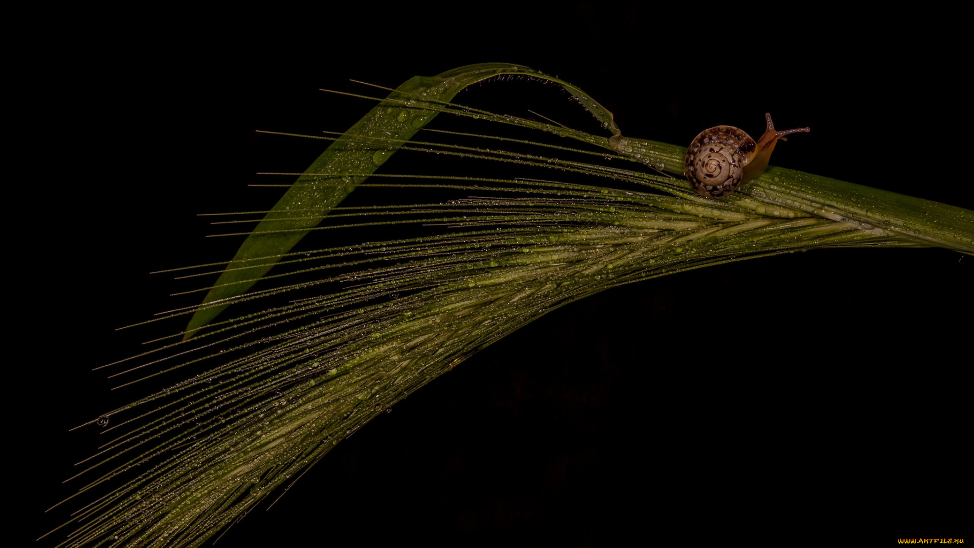 животные, улитки, листья, улитка, роса, капли, колос, темный, фон