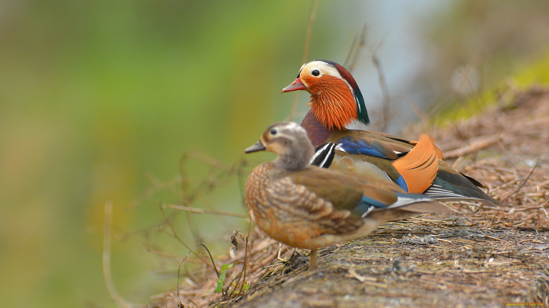 животные, утки, две, птицы, мандаринки