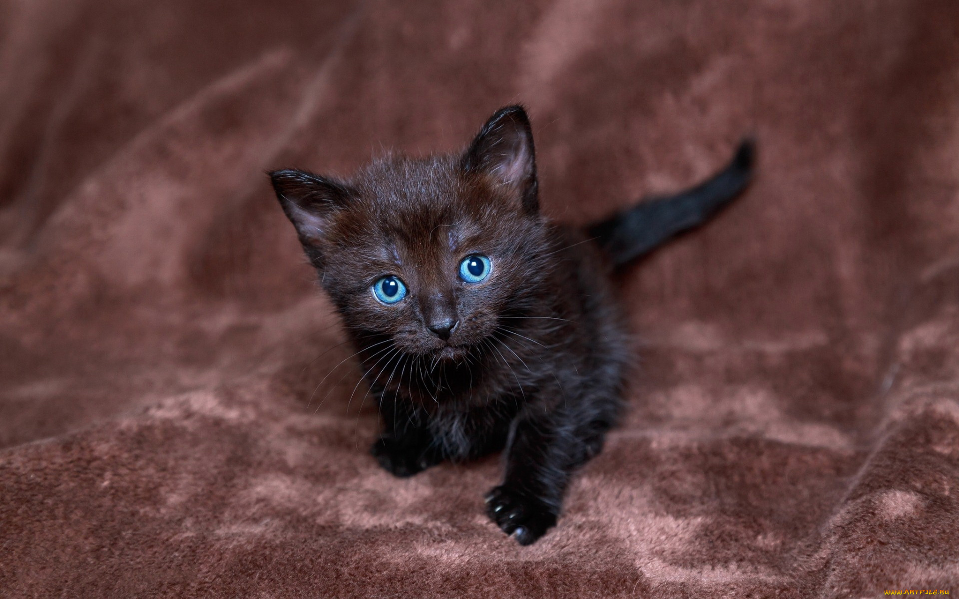 животные, коты, котенок