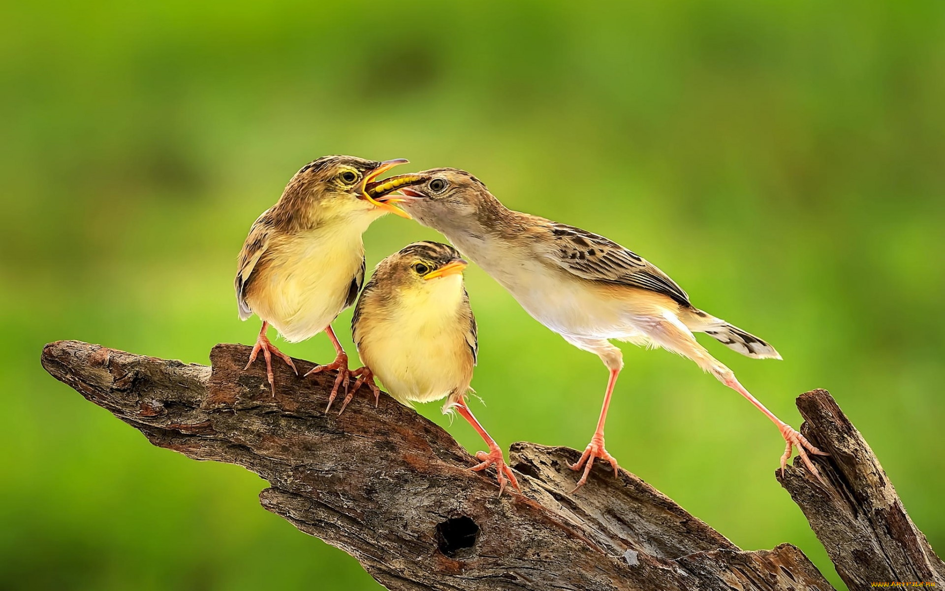 животные, птицы, кормежка