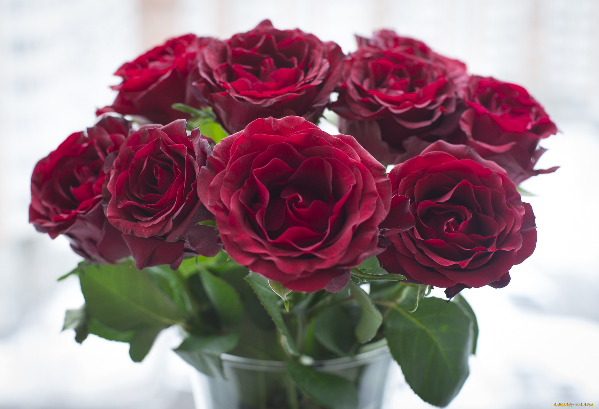 цветы, розы, бордо