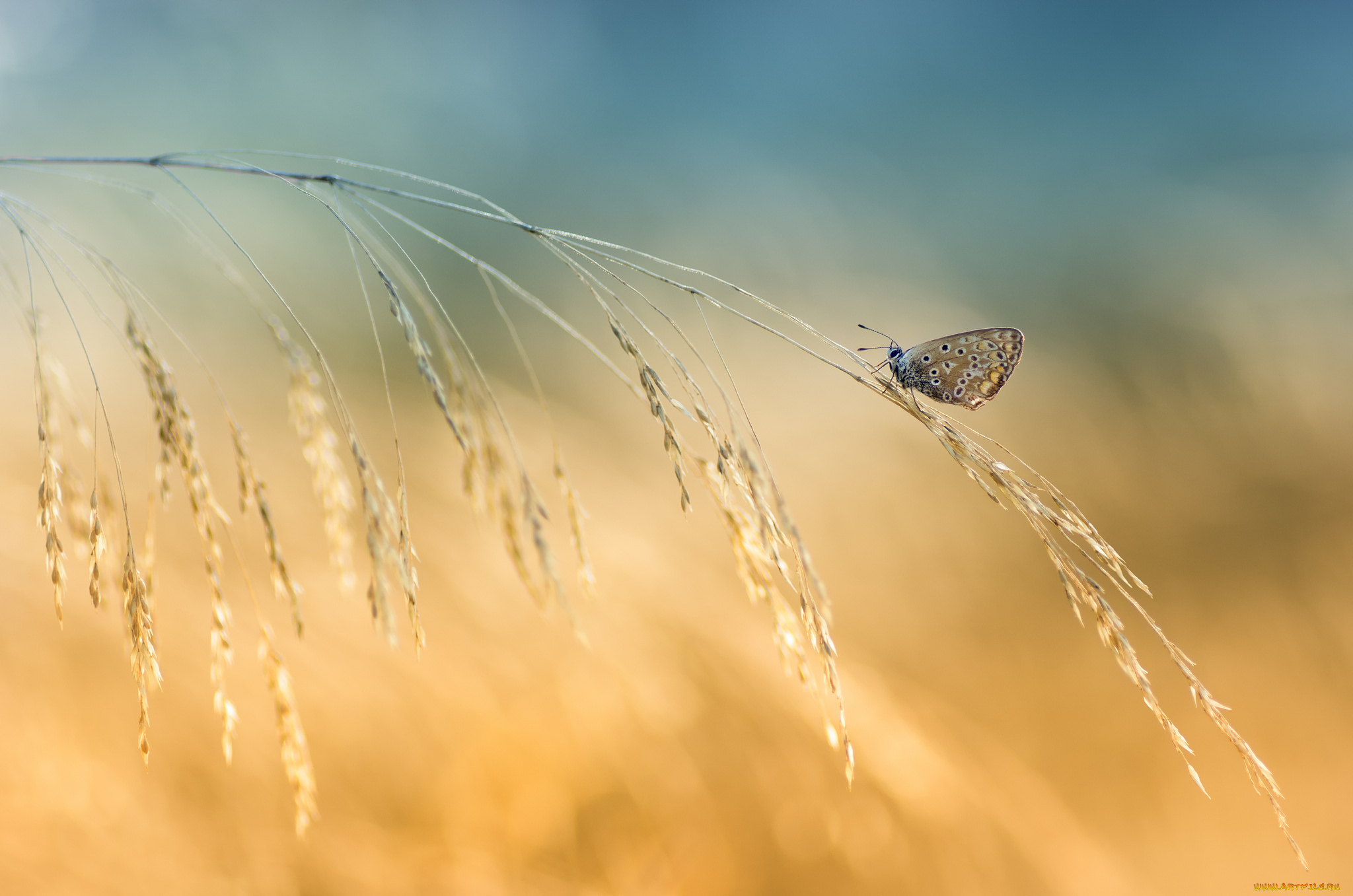 животные, бабочки, фон, травинка, бабочка, колоски