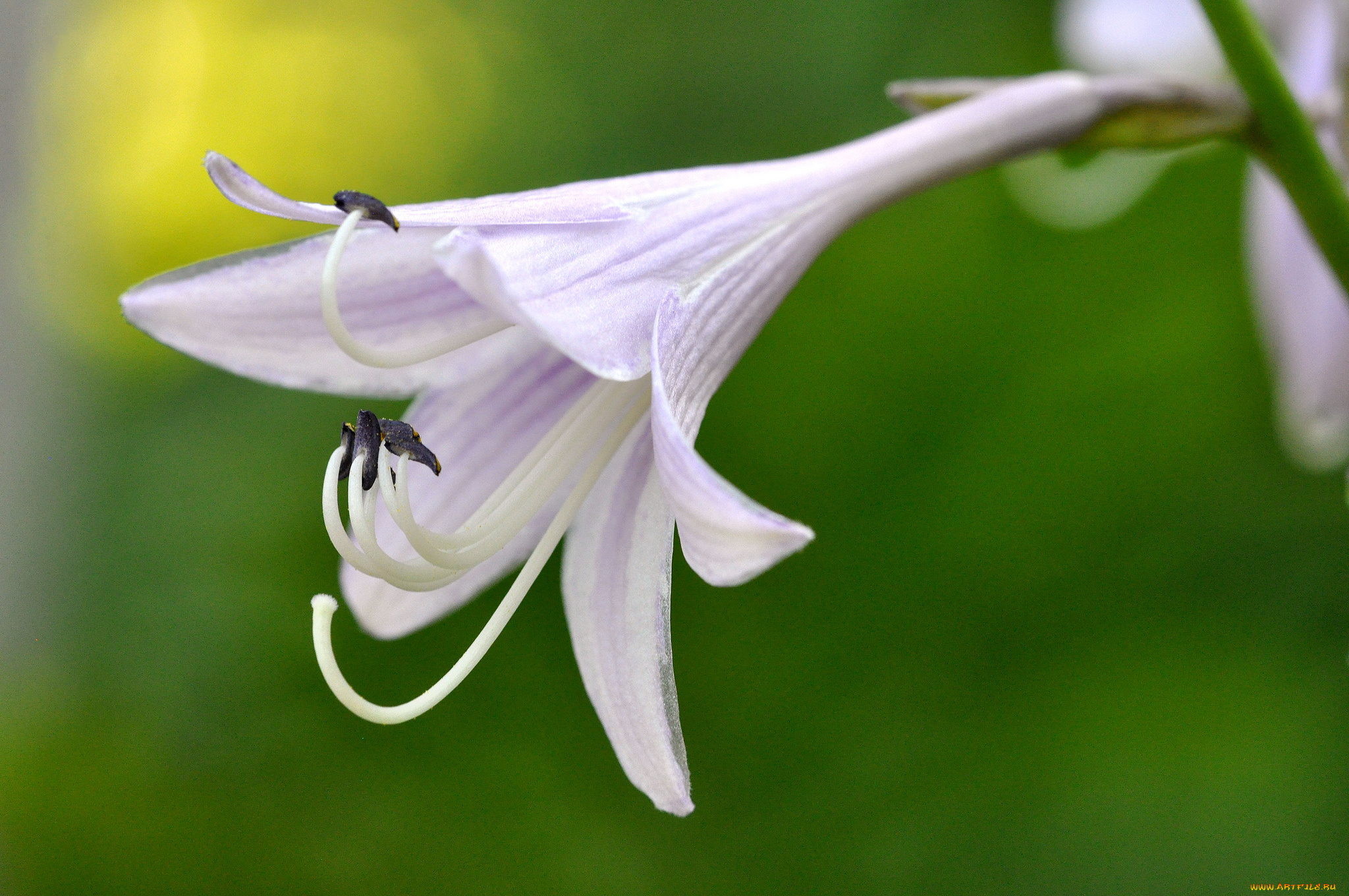 цветы, хоста, макро