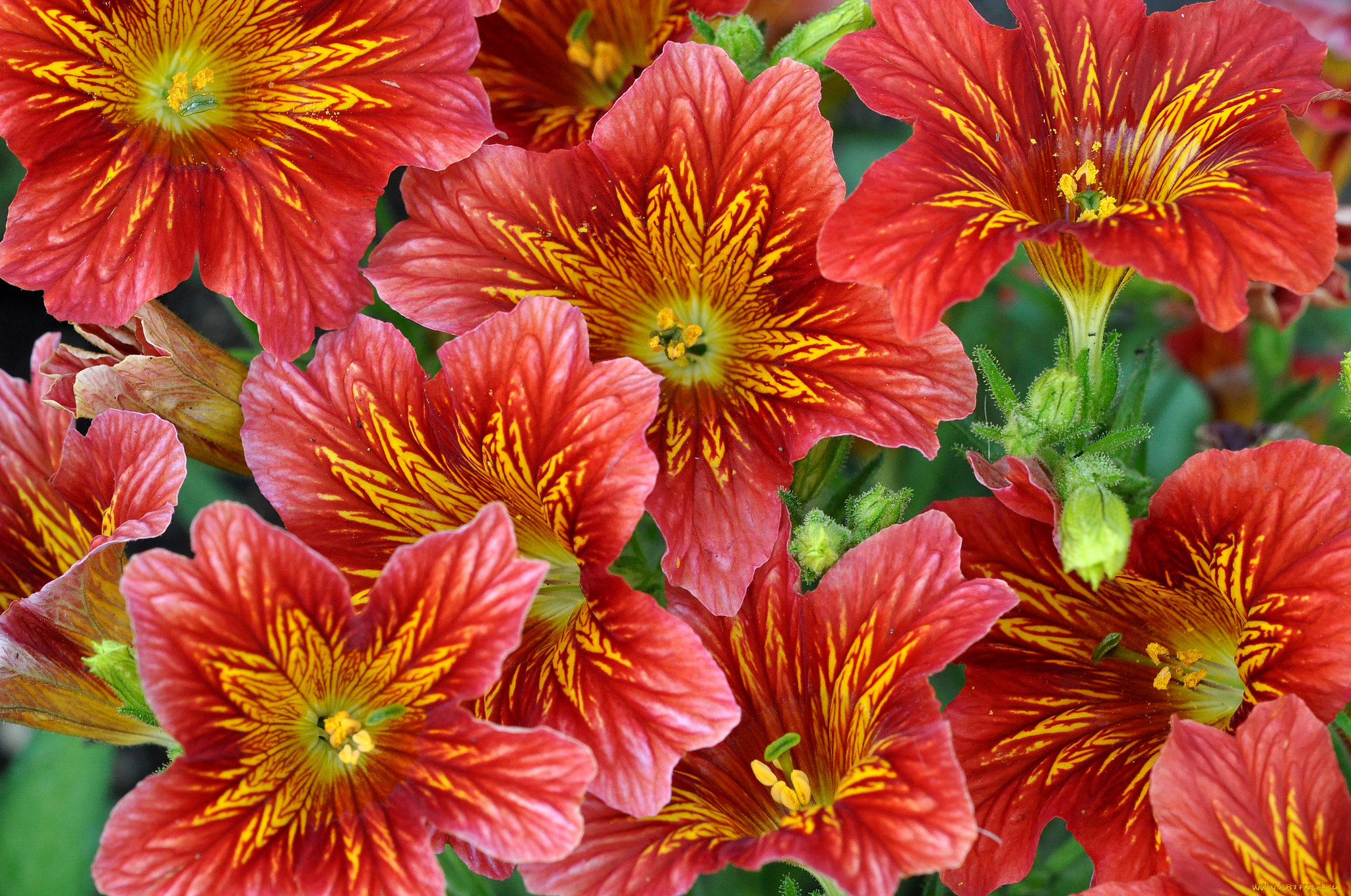 цветы, сальпиглоссис, красный