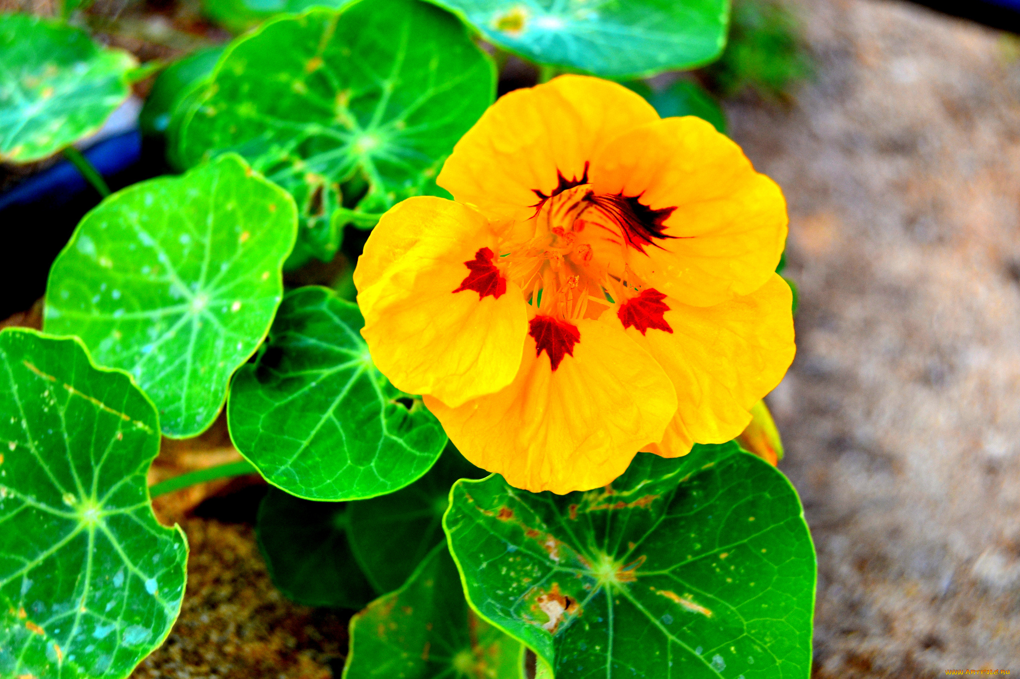 цветы, настурции, желтый