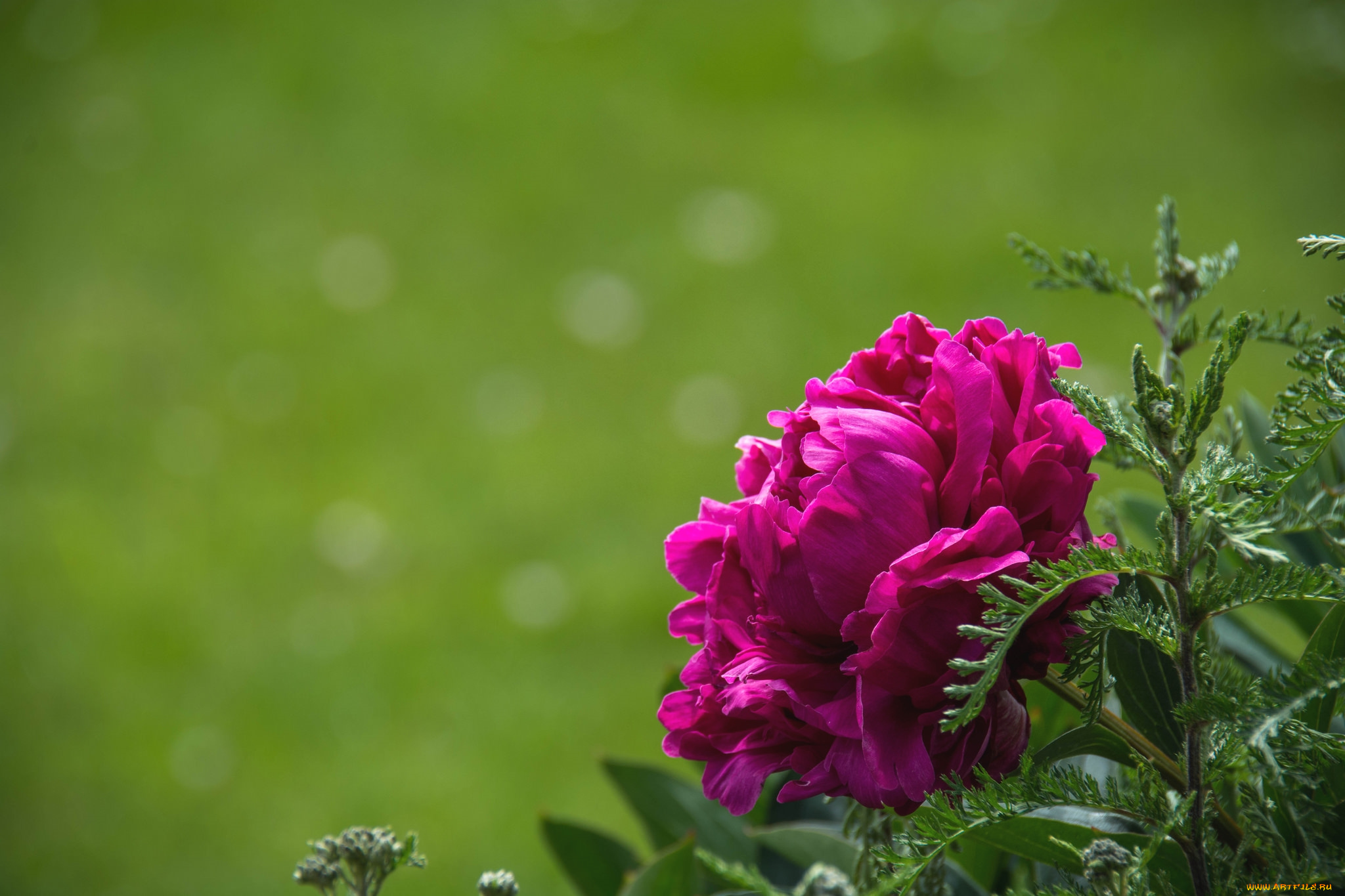 цветы, пионы, лиловый