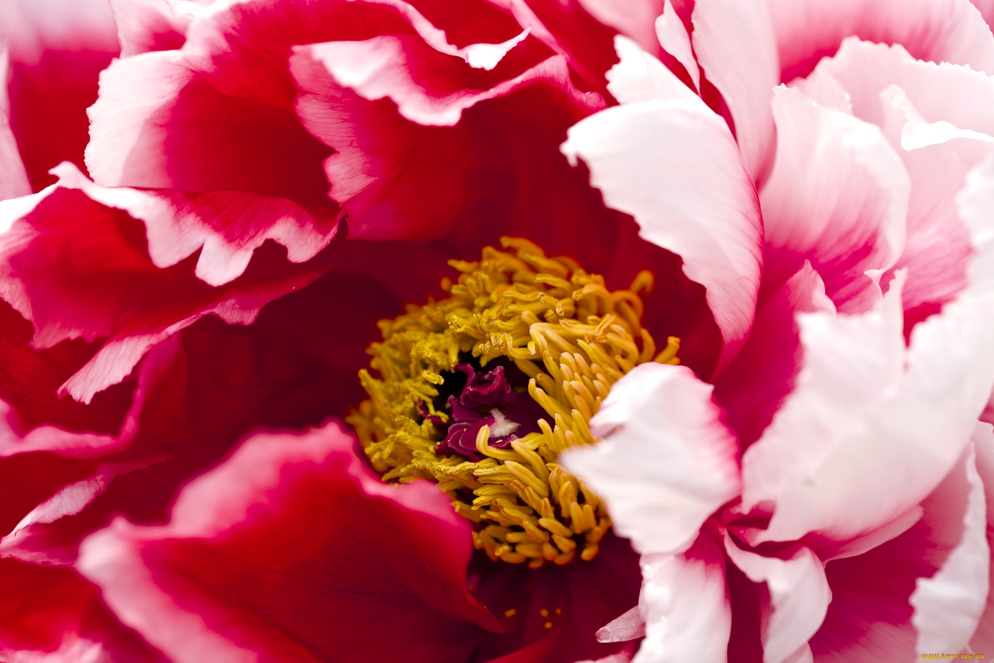 цветы, пионы, макро