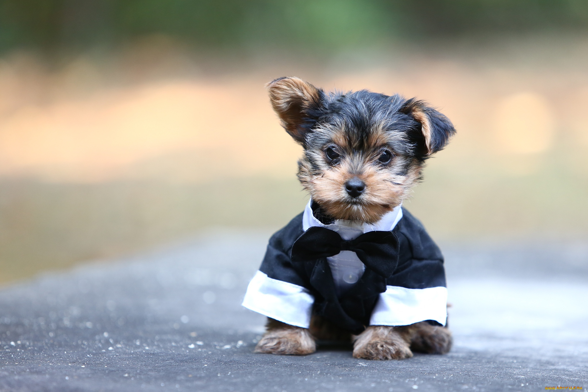 животные, собаки, костюм