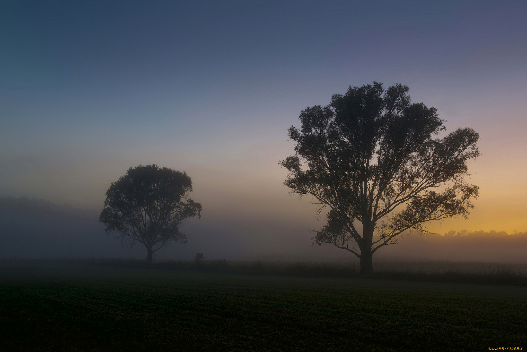 природа, деревья, утро, поле, туман, рассвет, лето