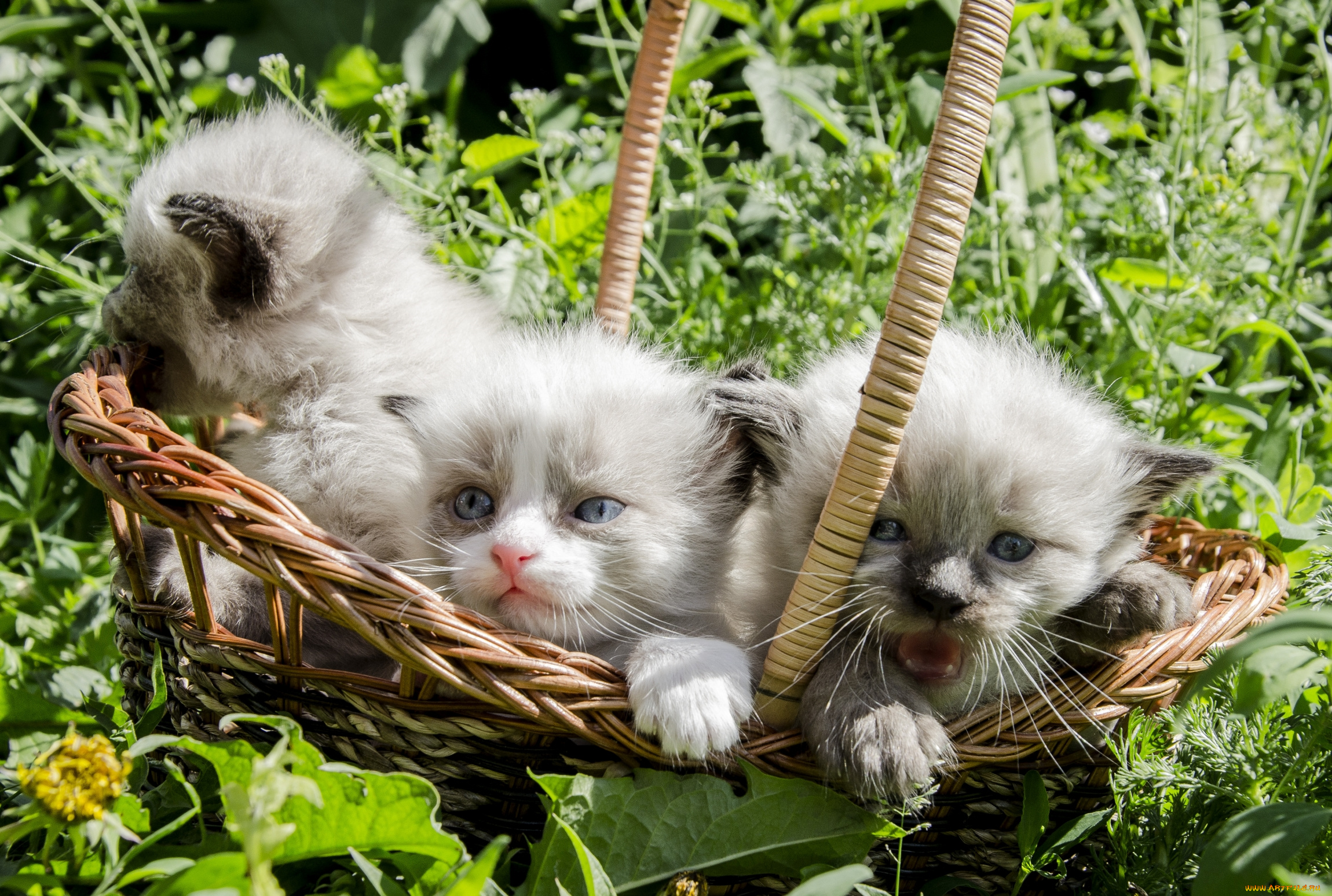 животные, коты, корзинка