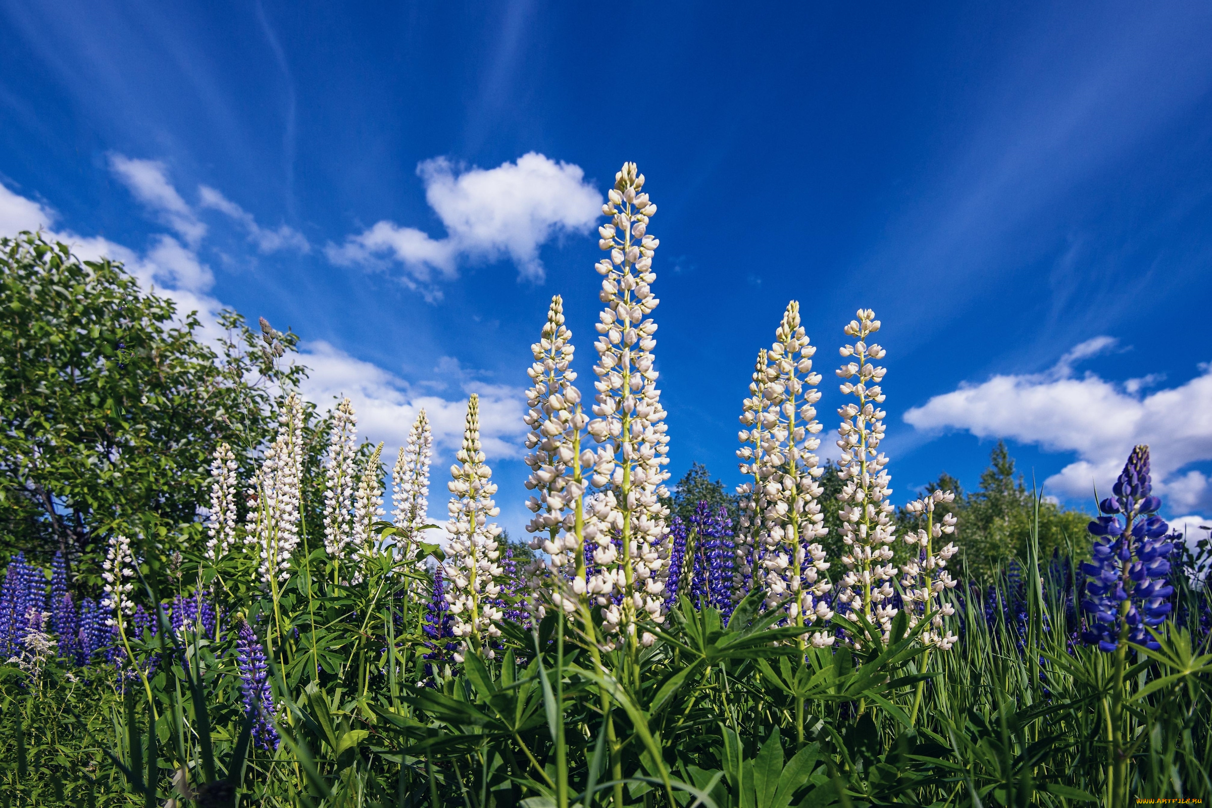 цветы, люпин, лето