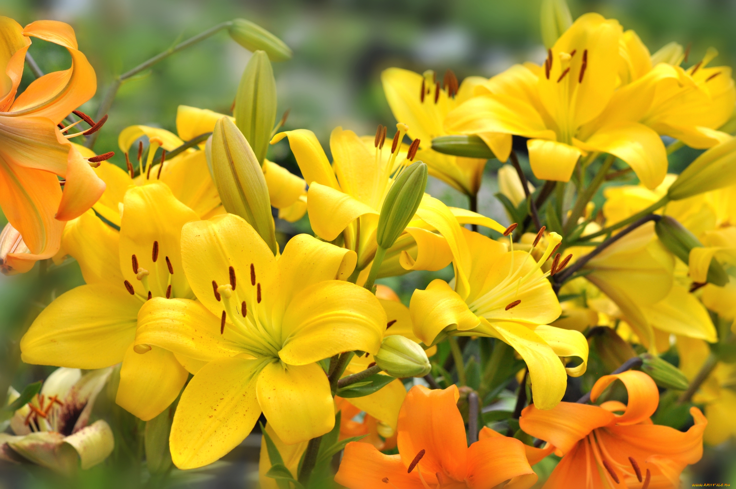 цветы, лилии, , лилейники, желтый