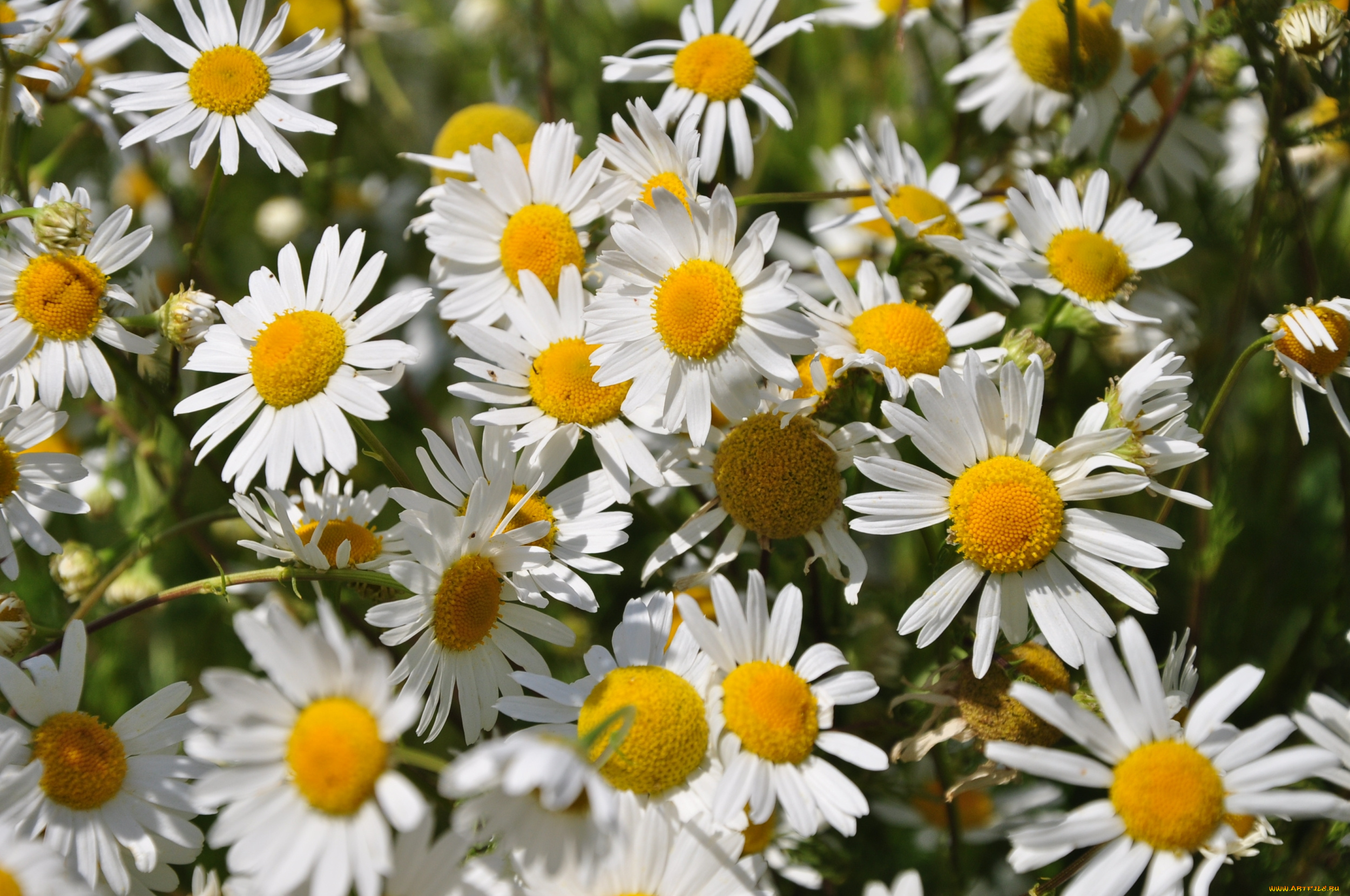 цветы, ромашки, лето