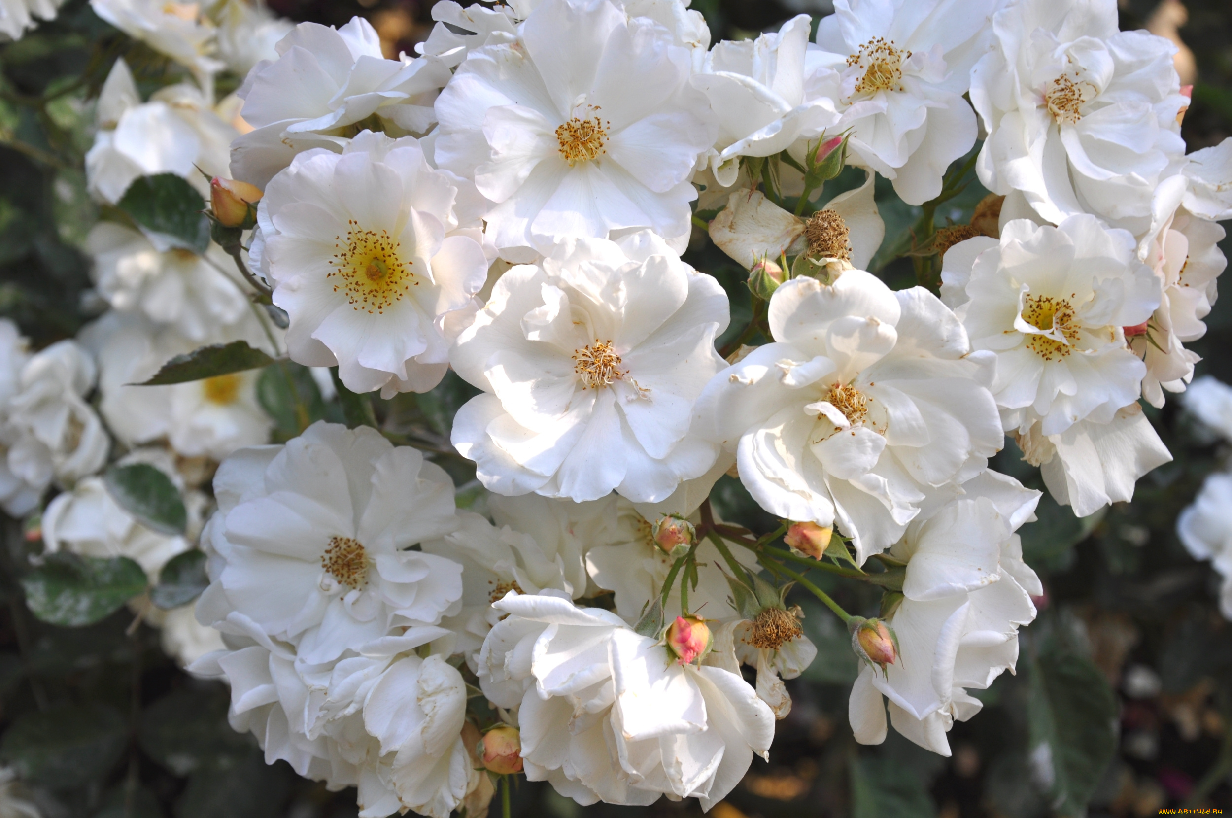 цветы, розы, куст