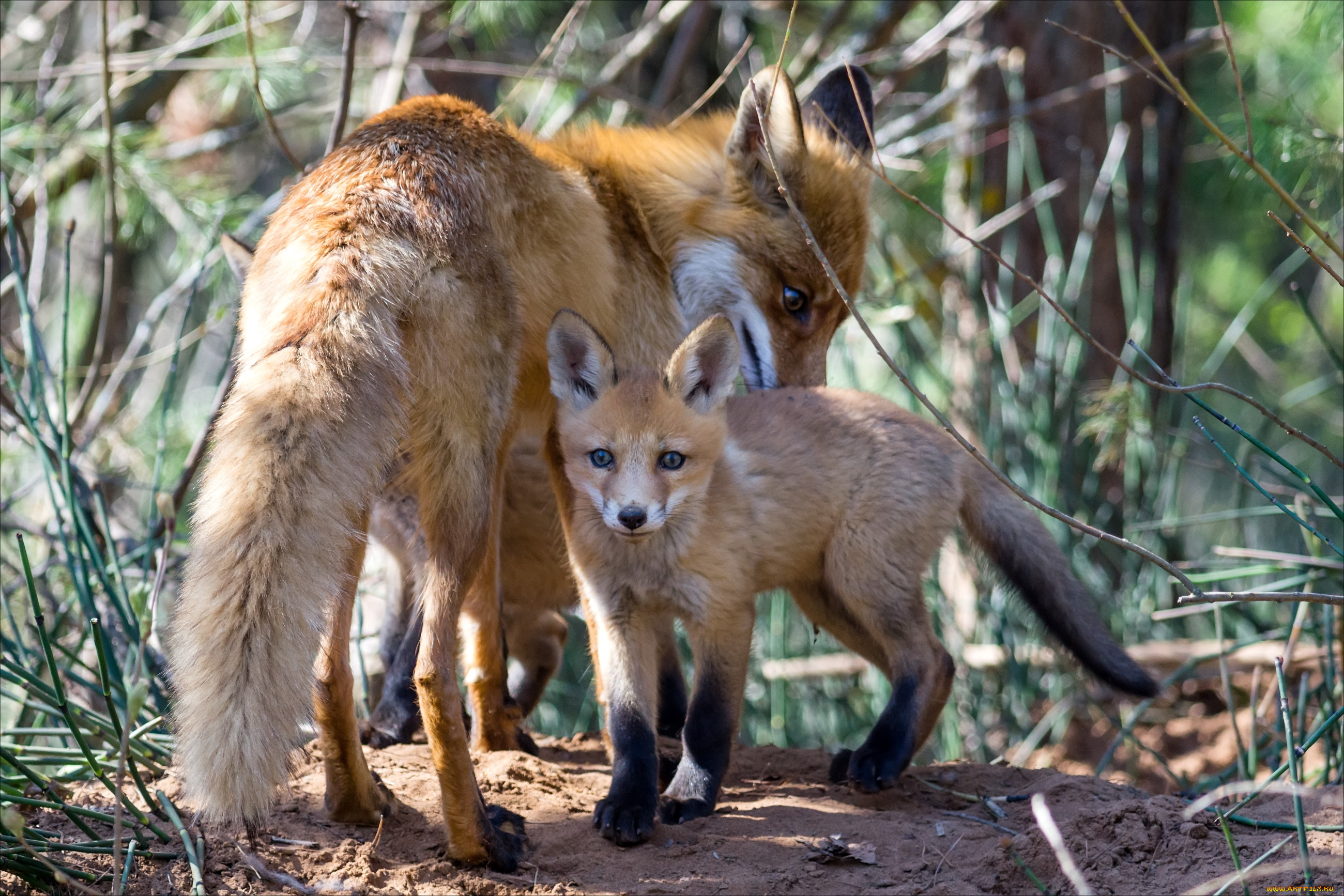 животные, лисы, малыш