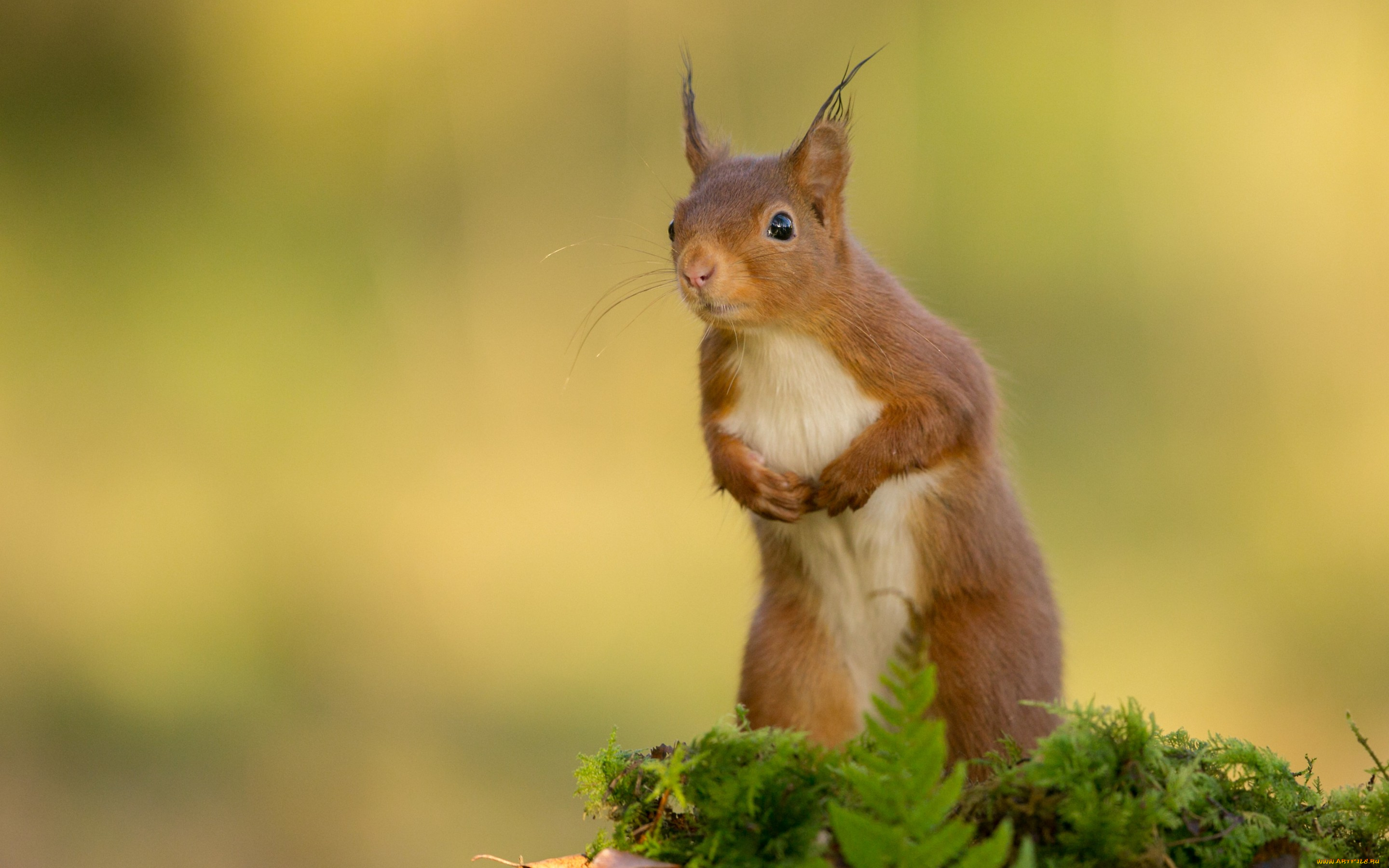 животные, белки, белка, листья, мох, стойка, рыжая, трава