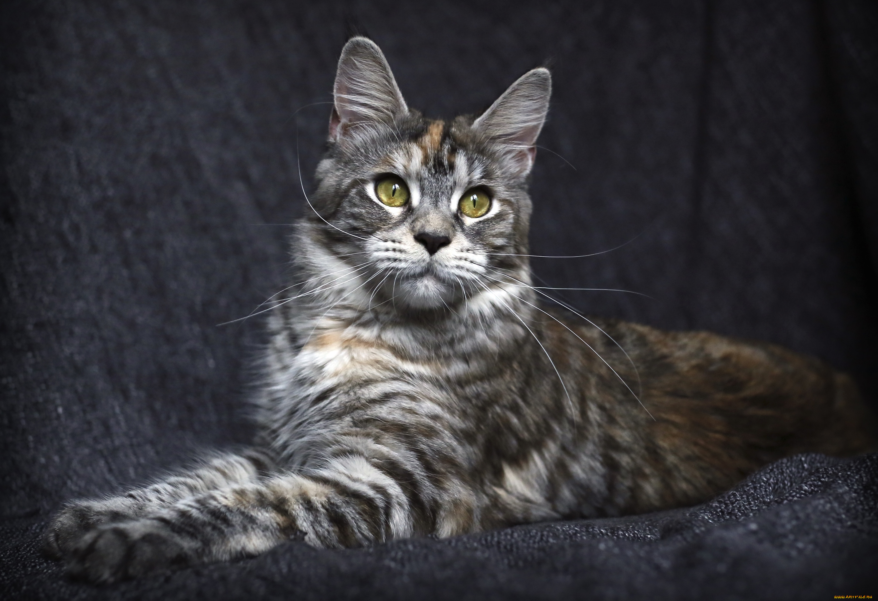 животные, коты, котэ