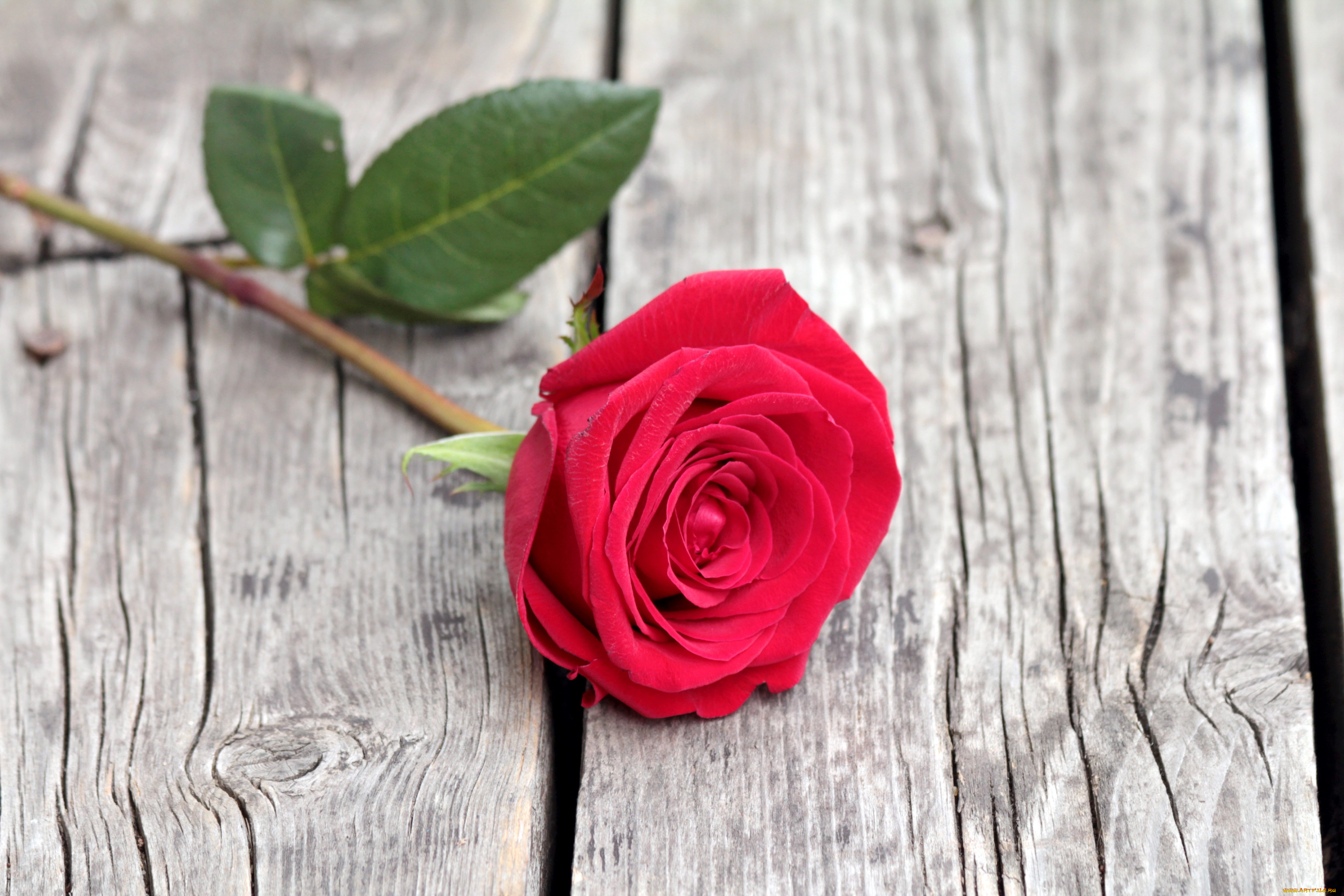 цветы, розы, красный