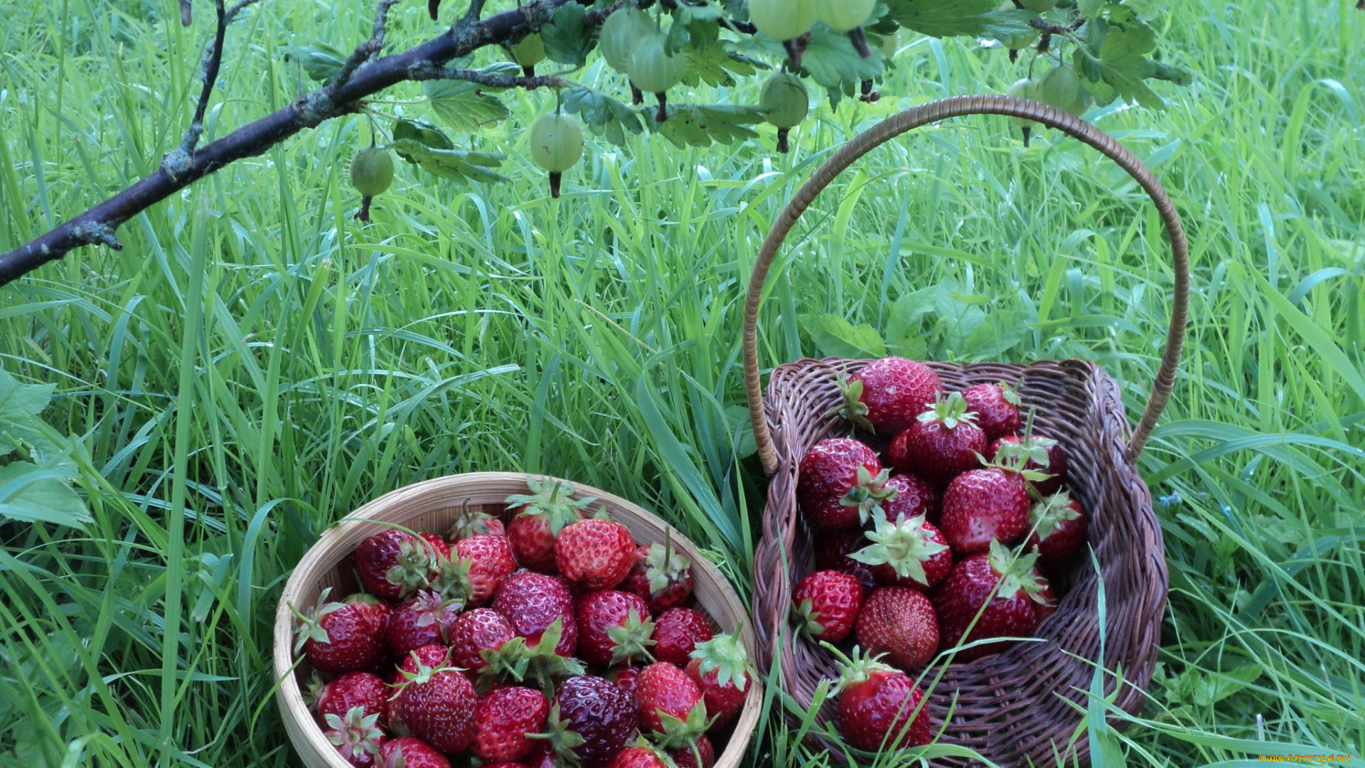 еда, клубника, , земляника, дары, лета