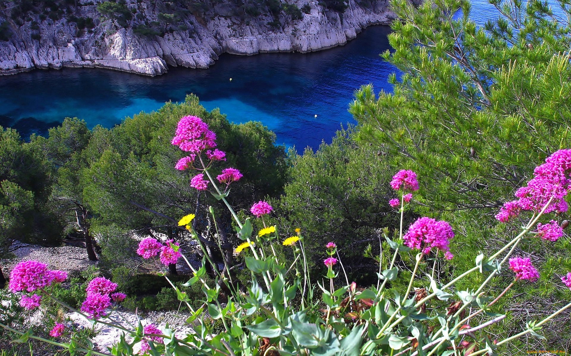 природа, побережье, залив, цветы, море, скалы