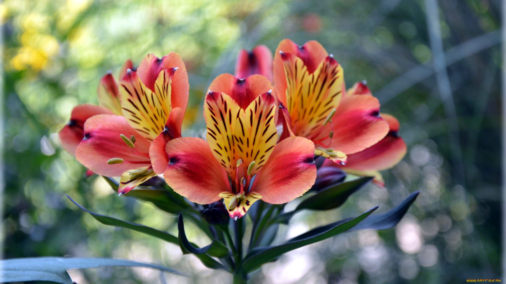 цветы, альстромерия, боке