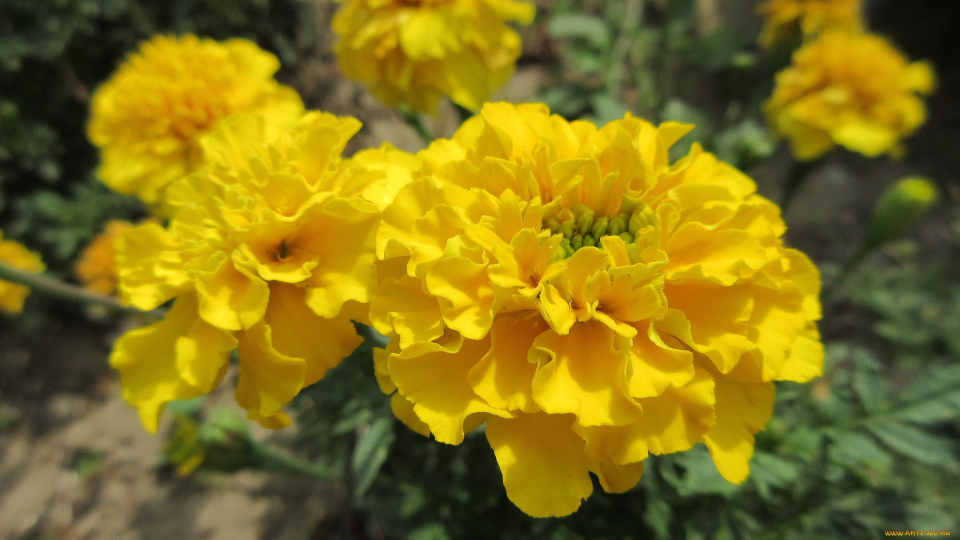 цветы, бархатцы
