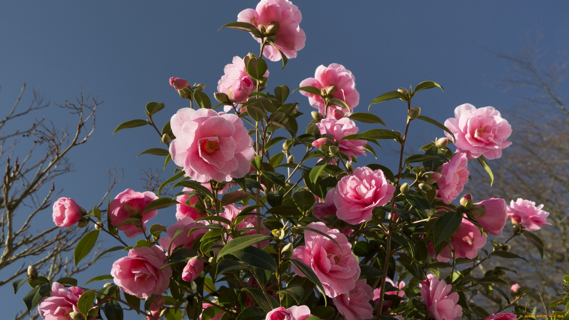 цветы, камелии, ветки, розовый, цвет