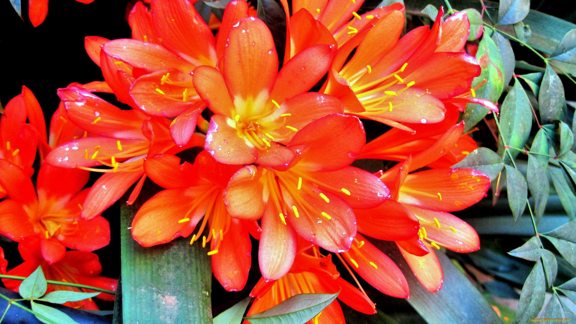 цветы, кливия, алый